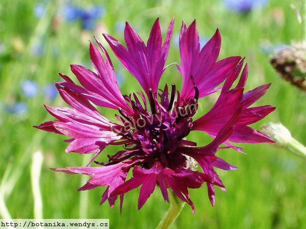 Chrpa květ s kalichem 